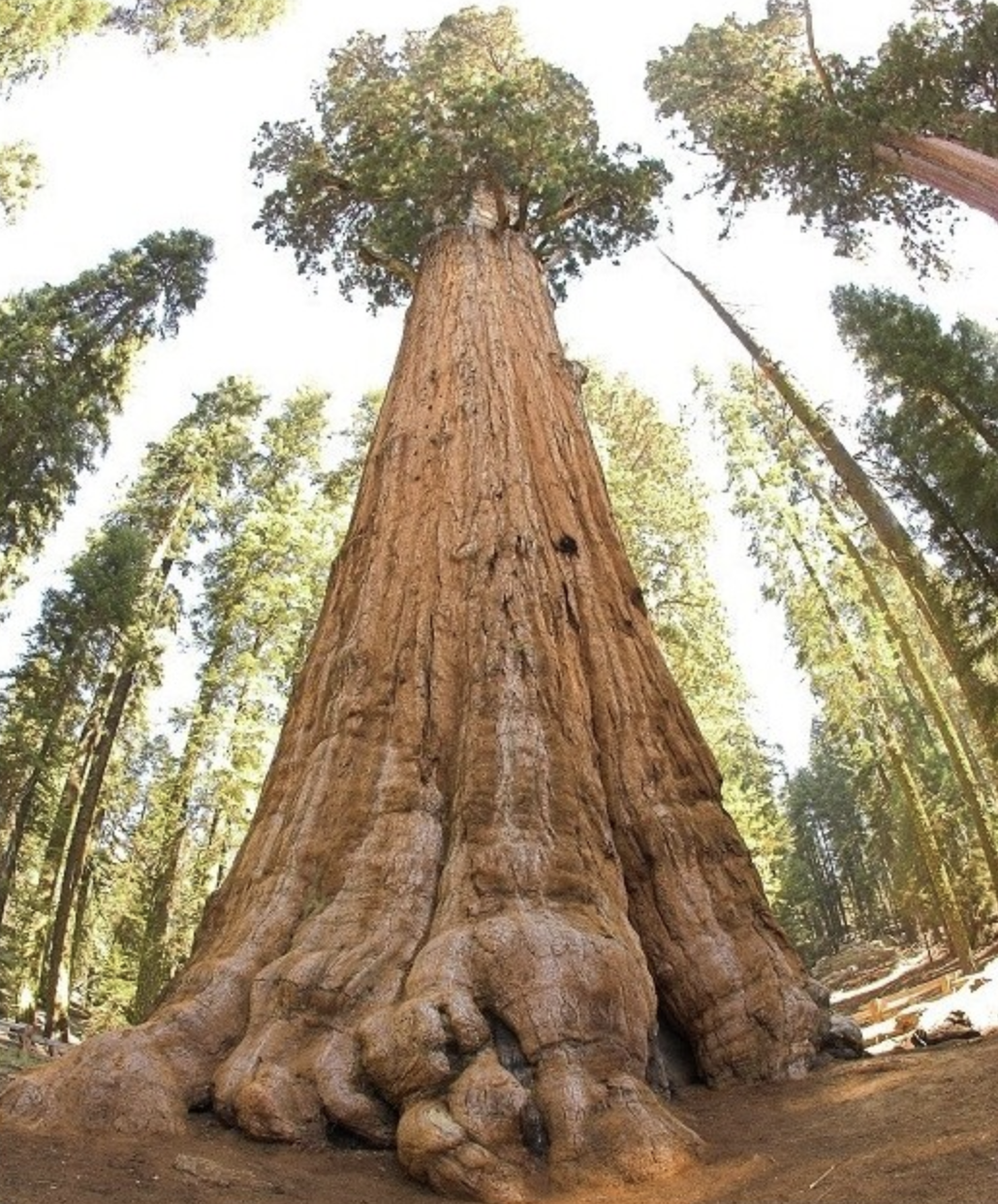 buchholz)是杉科,巨杉属大乔木.