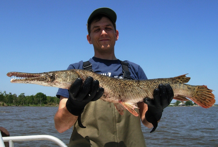 atractosteus adamantinus