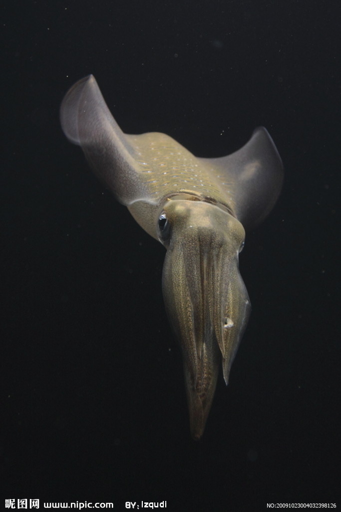  p>曼氏无针乌贼(sepiella maindroni de rochebrune)是一年生的中型