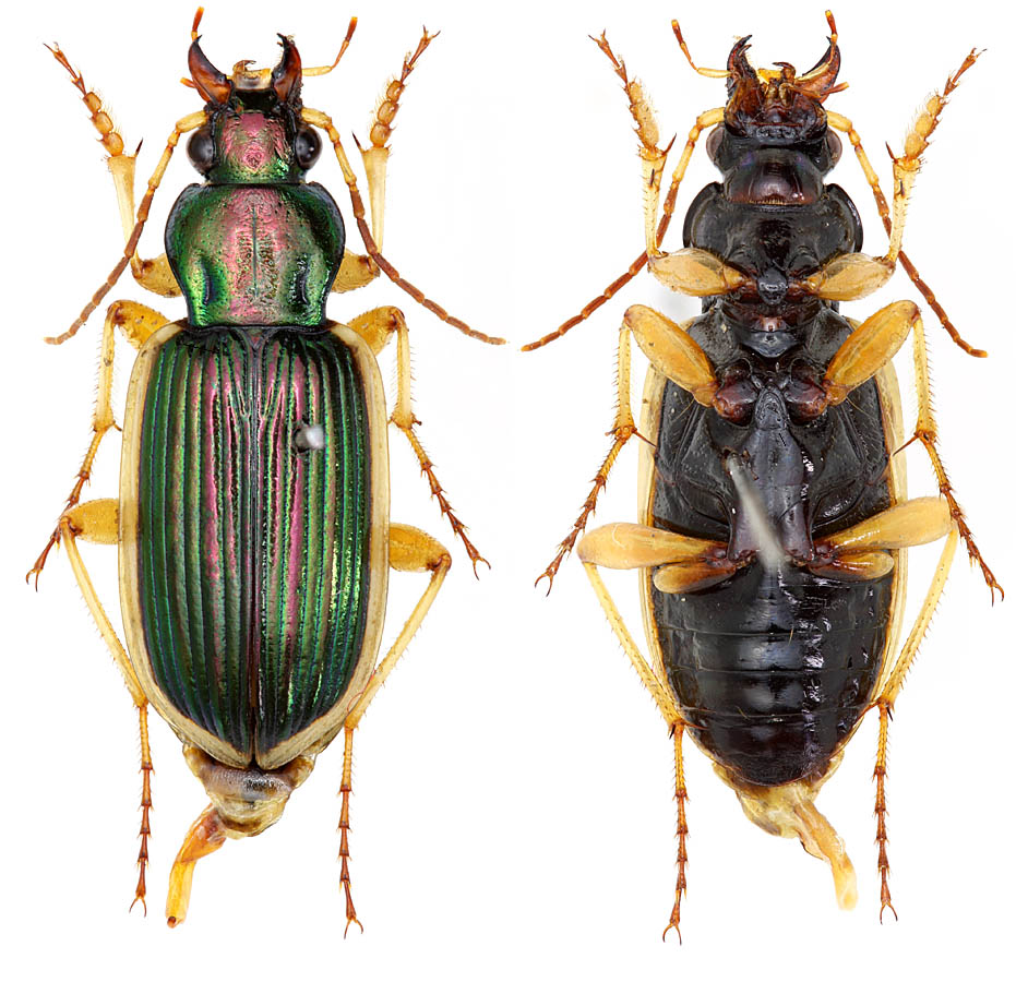 chlaenius spoliatus rossi