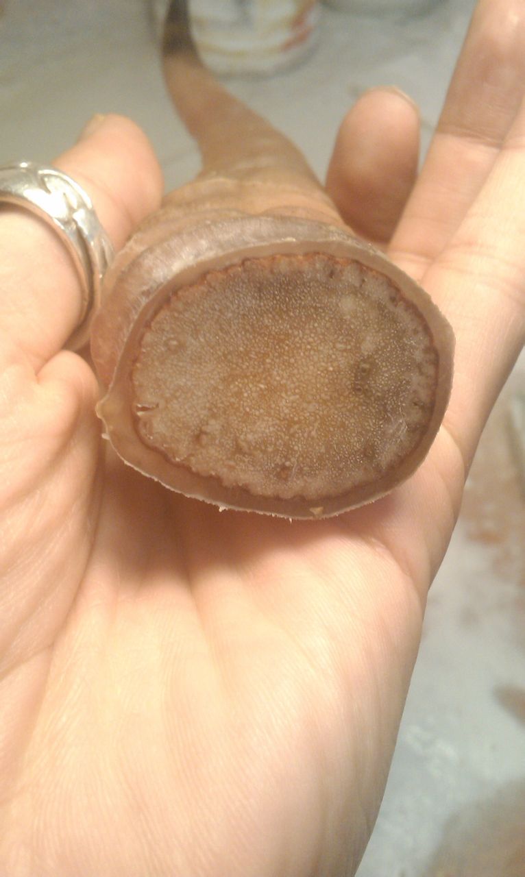  p>骨塞是羚羊角的一部分,在羚羊角的基部底下. /p>