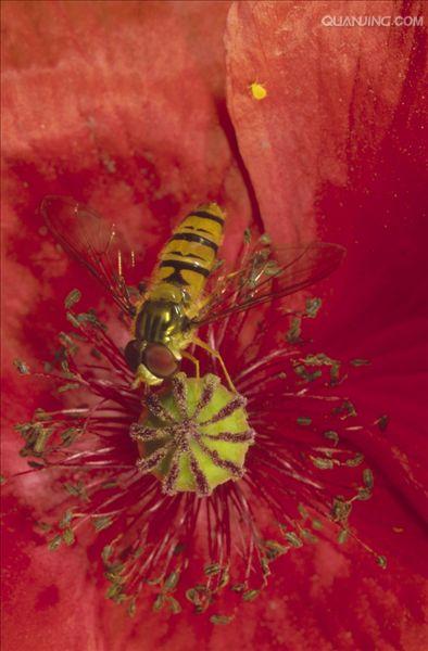 episyrphus balteata de geer