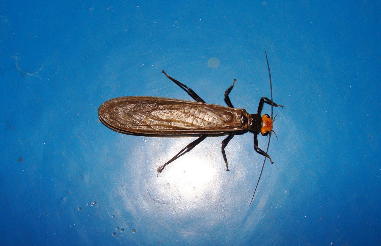 门 /a>,六足亚门, a href="#" data-lemmaid="1622302">昆虫纲 /a>, a