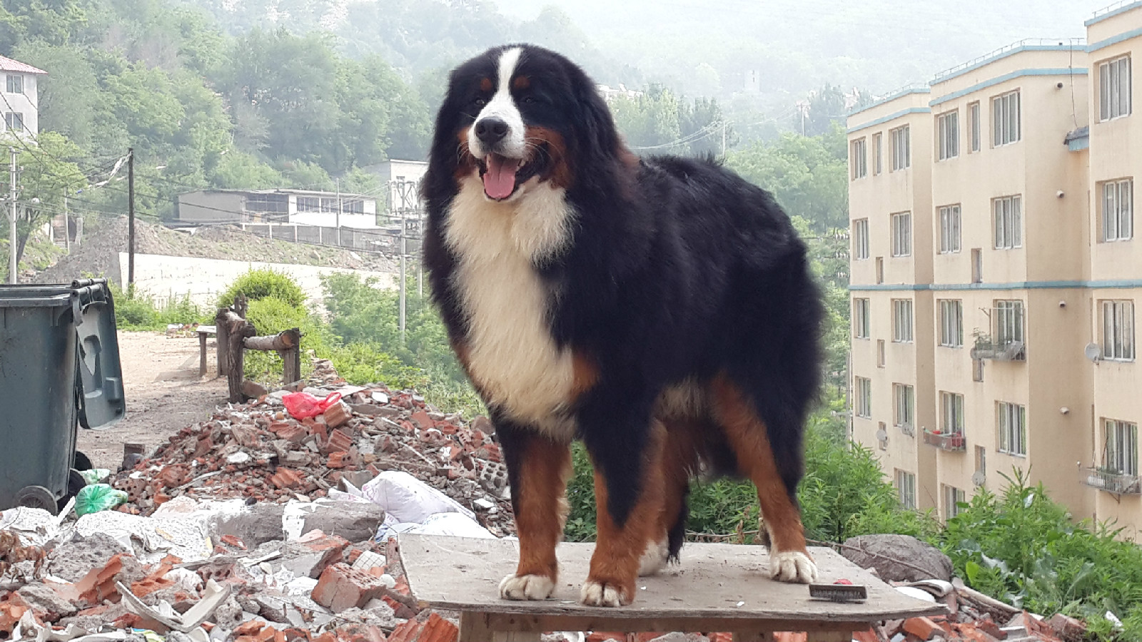  p>伯恩山犬,英文名bernesemountaindog.