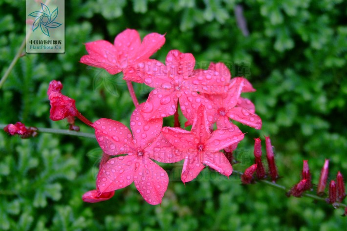 plumbago indica linn.