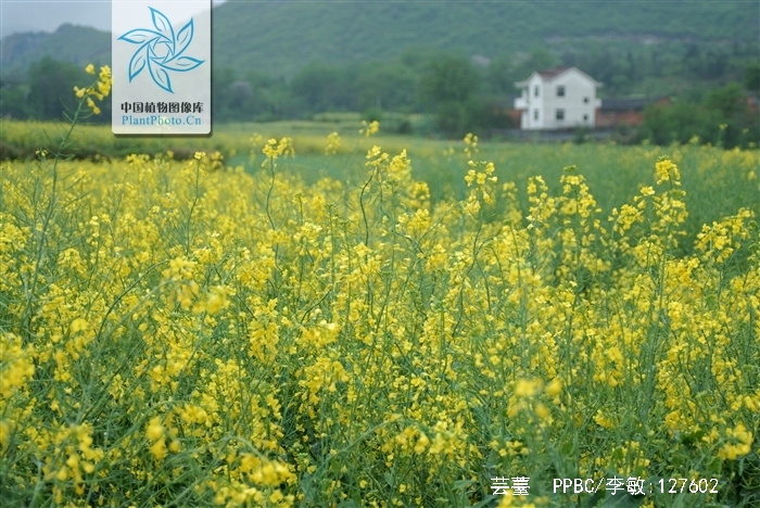  p>芸薹(brassica campestris)又名油菜,芸苔,寒菜,胡菜,苔芥,青菜,胡