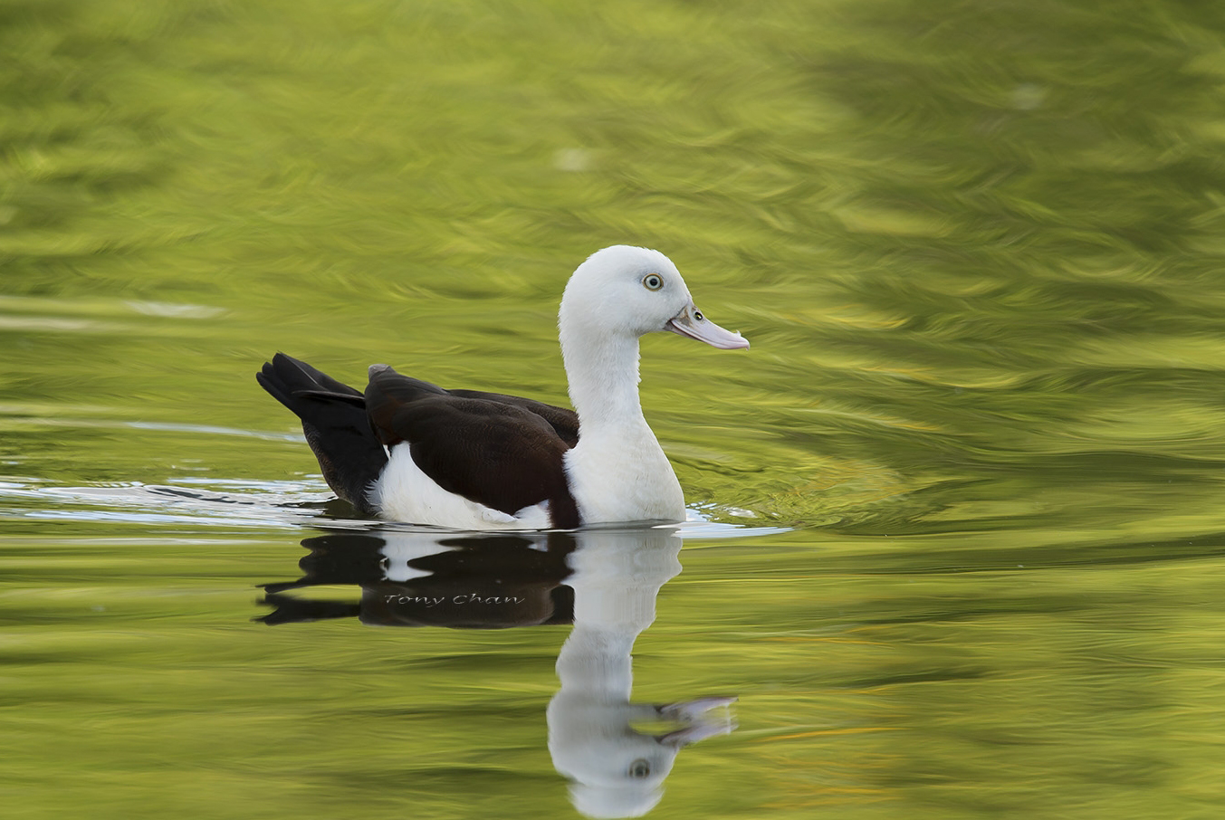  p>白腹麻鸭(学名:tadorna radjah)是 a target="_blank" href="/item