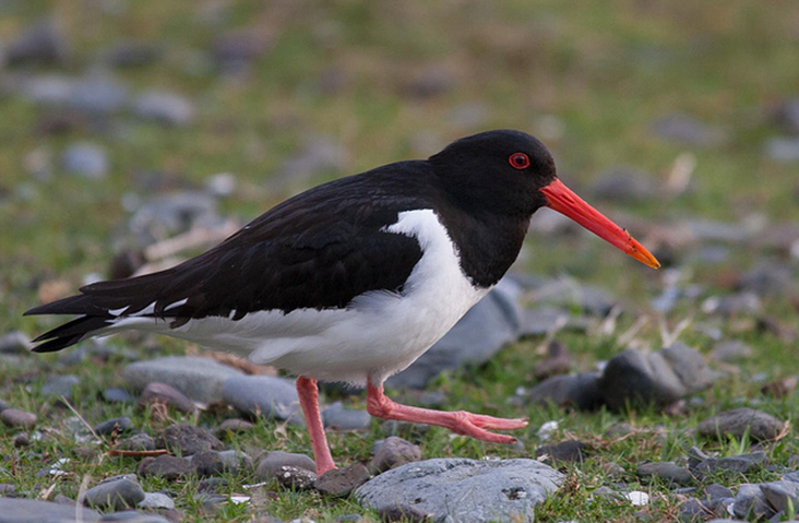 (拉丁名: i>haematopus ostralegus /i>)是中型涉禽,体羽以纯黑色或黑