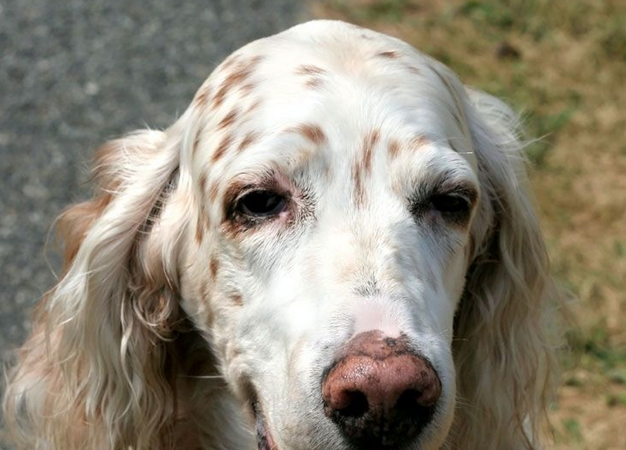 英格兰塞特猎犬