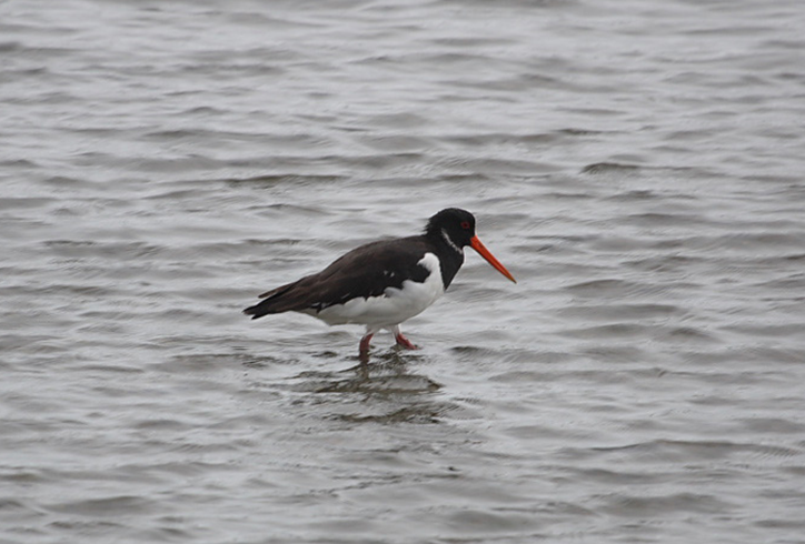 (拉丁名: i>haematopus ostralegus /i>)是中型涉禽,体羽以纯黑色或黑