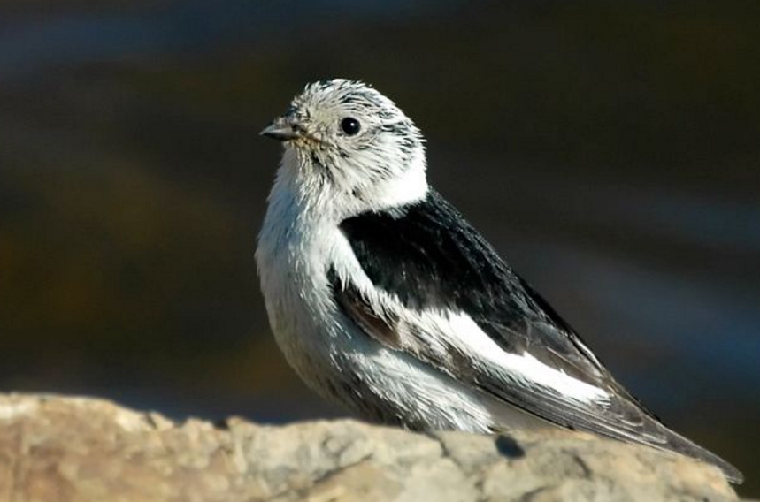 plectrophenax nivalis insulae