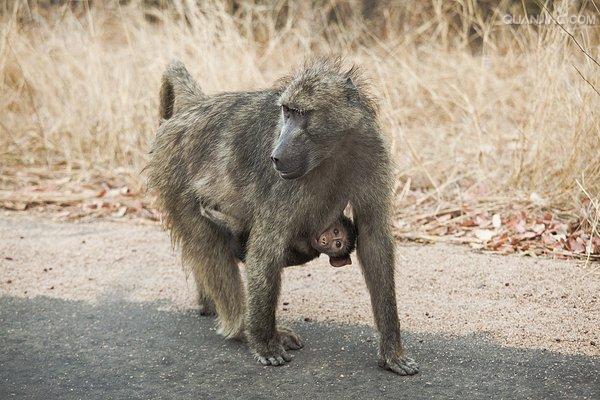  p>狒狒(学名: i>papio /i>):灵长目 a target="_blank" href="/item