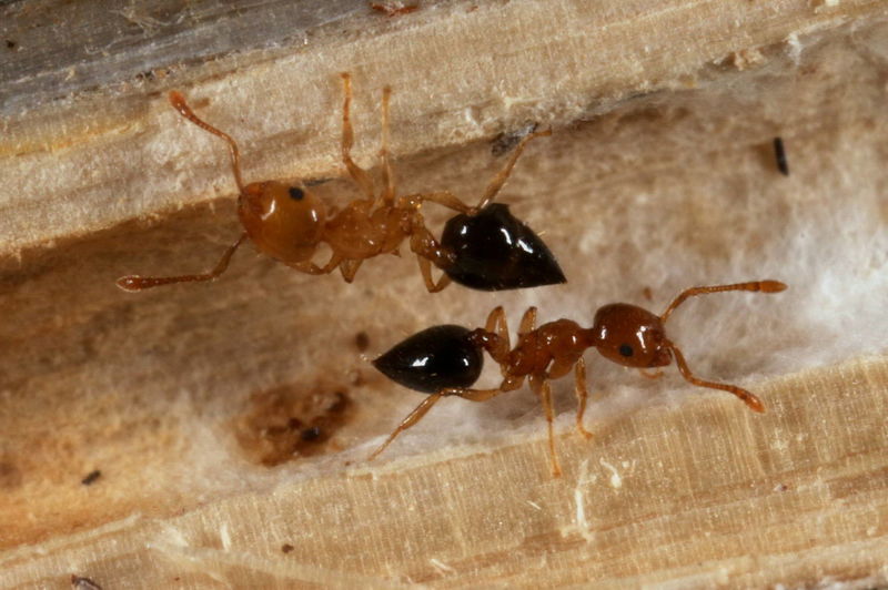  p>举腹蚁属(crematogaster) 指的是 a target="_blank" href="/item
