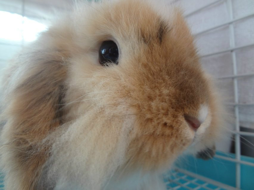 垂耳兔