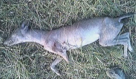 吸食山羊血的怪物) /b>,一种被怀疑存在于美洲的吸血动物