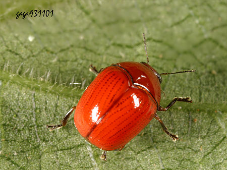 5mm,体色鲜红色具亮丽的光泽,前胸背板下缘两边呈弧线内凹,中央突出尖