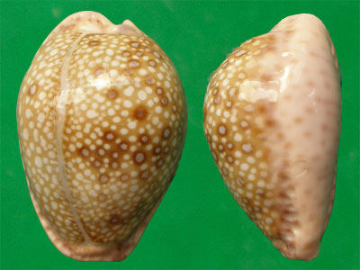  p>紫缘宝螺(学名:erosaria marginalis marginalis)是腹足纲宝螺科的