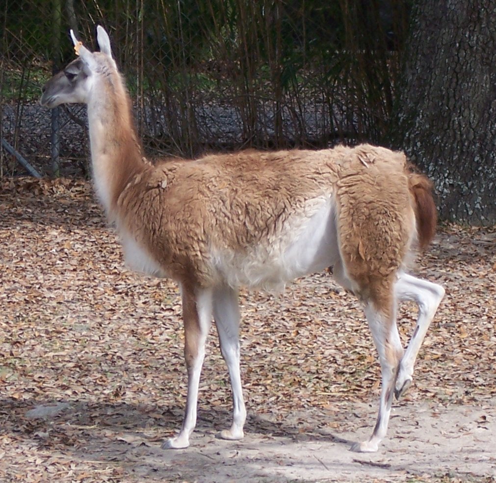 lama guanicoe huanacus