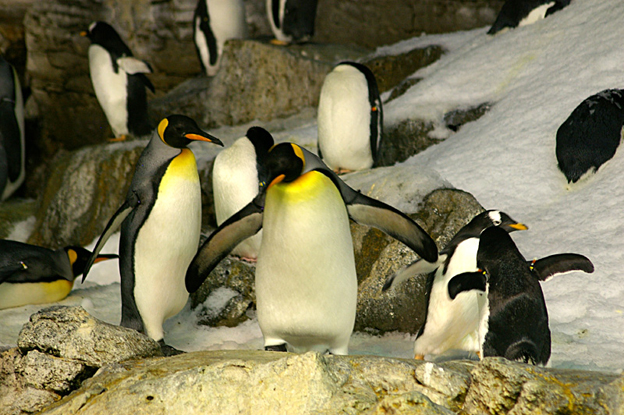  p>王企鹅(学名: i>aptenodytes patagonicus /i>)体长近1米,体重约15