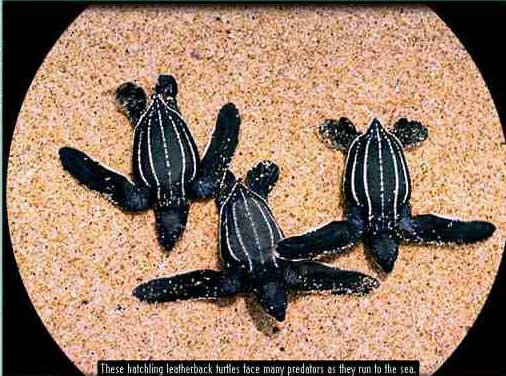 dermochelys coriacea