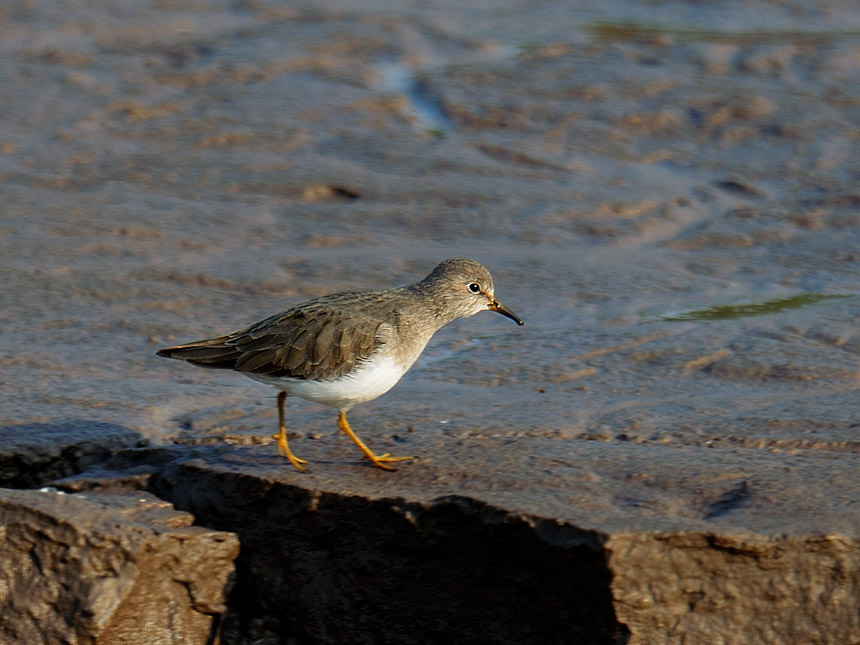 p>青脚滨鹬(学名: i>calidris temminckii /i>)是丘鹬科滨鹬属鸟类.