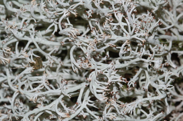 rangiferina),也叫驯鹿地衣,是一种浅色灌木状的 a href="#">石蕊科 