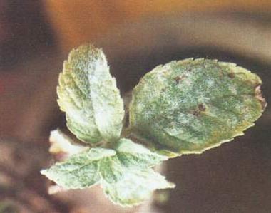 药用植物薄荷白粉病