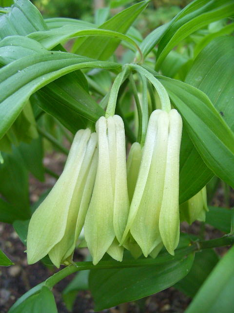 don)是百合科万寿竹属植物.