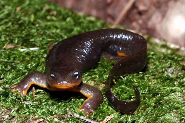 rough-skinned newt