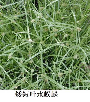 矮短叶水蜈蚣