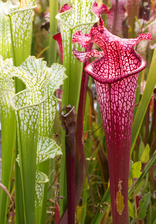 white-topped pitcher plant