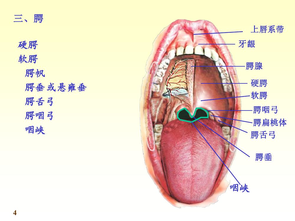  p>口腔(oral cavity)是 a href="#" data-lemmaid="1912786">消化道 