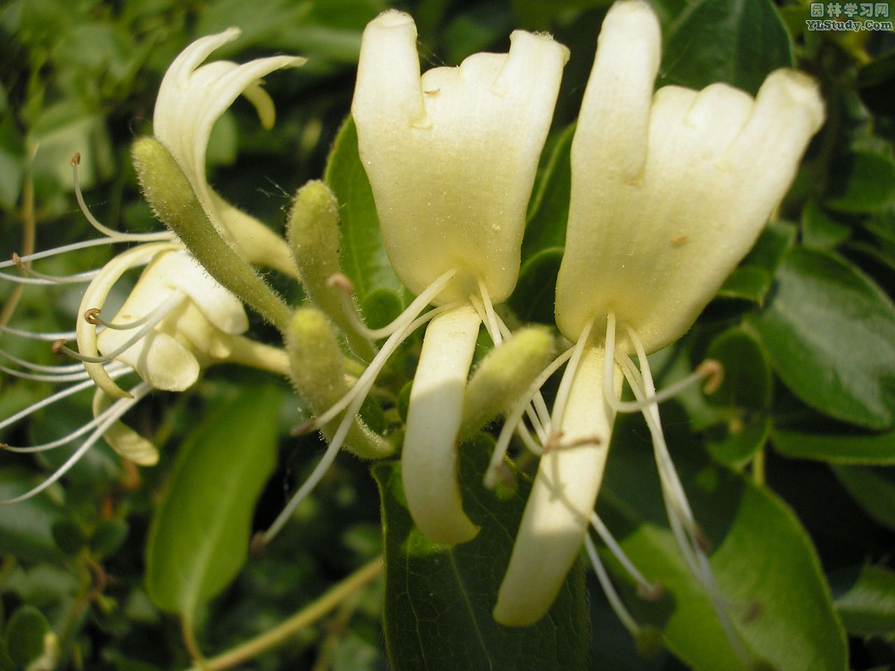  p>忍冬科(学名:caprifoliaceae)双子叶植物纲的一科.