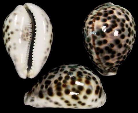 cypraea tigris schilderiana