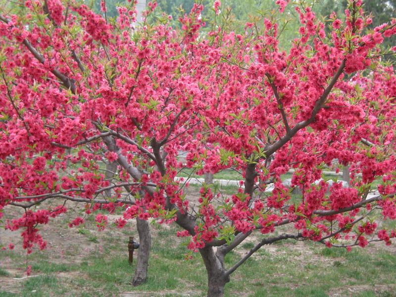 是植物桃的变种,属于观赏 a target="_blank" href="/item/桃花