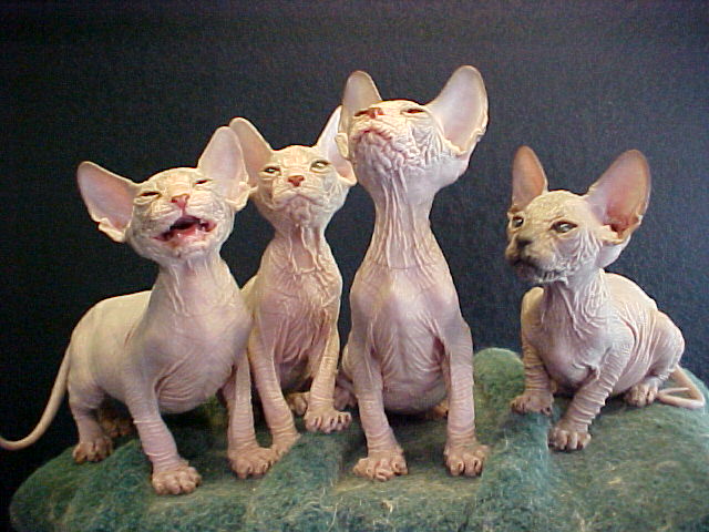  p>加拿大无毛猫(canadian hairless)亦称斯芬克斯猫,是加拿大 a href