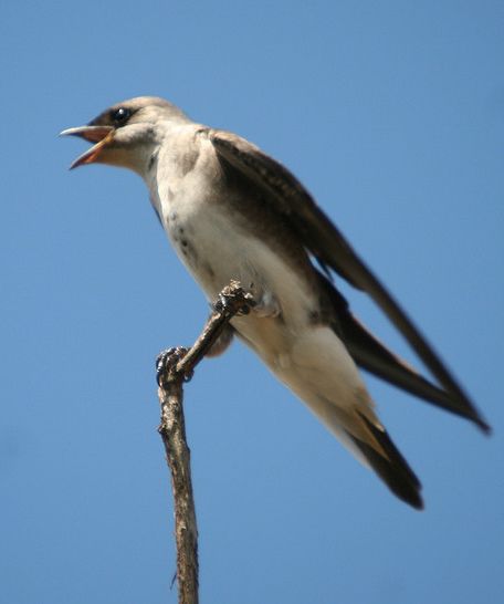  p>棕头燕是 a href="#" data-lemmaid="3516708">脊索动物门 /a>, a