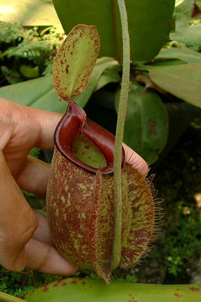 nepenthes × hookeriana