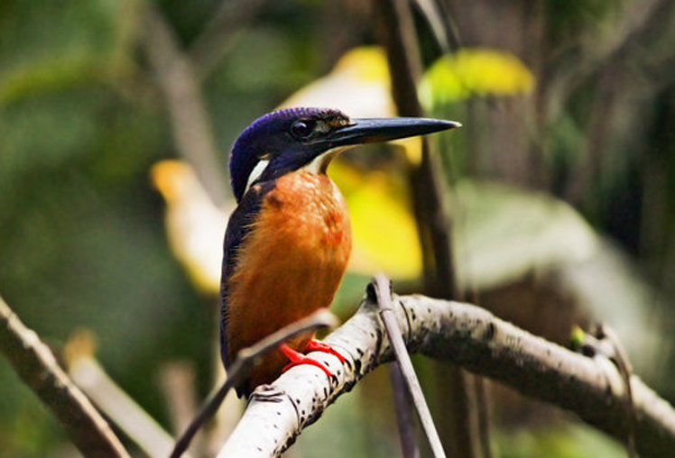  p>闪蓝翠鸟(拉丁学名: i>alcedo quadribrachys /i>,英文名称