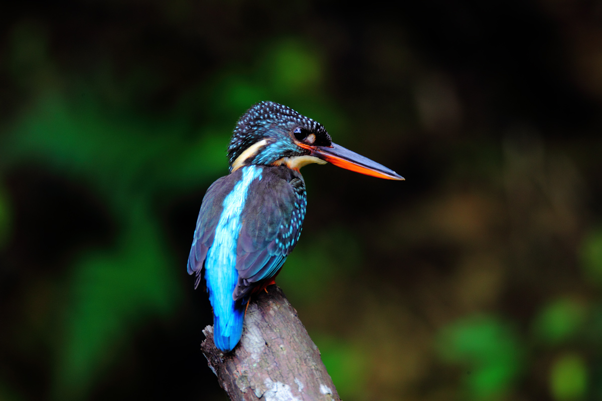  p>斑头大翠鸟(学名: i>alcedo hercules /i>)是 a href="#">佛法僧目