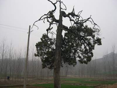 data-id="gnaup9nagm">倒栽柏:鲁山县瓦屋乡马老庄村有棵奇特的柏树