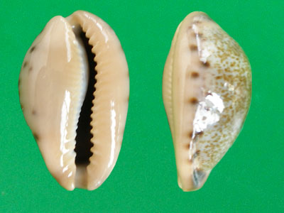  p>黄齿宝螺(学名:erronea xanthodon xanthodon)是腹足纲宝螺科的 a