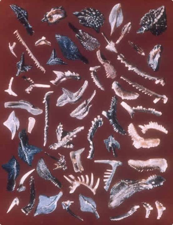  p>牙形石(conodonts) 具有各种各样尖齿或锯齿状物的古代动物遗体, a