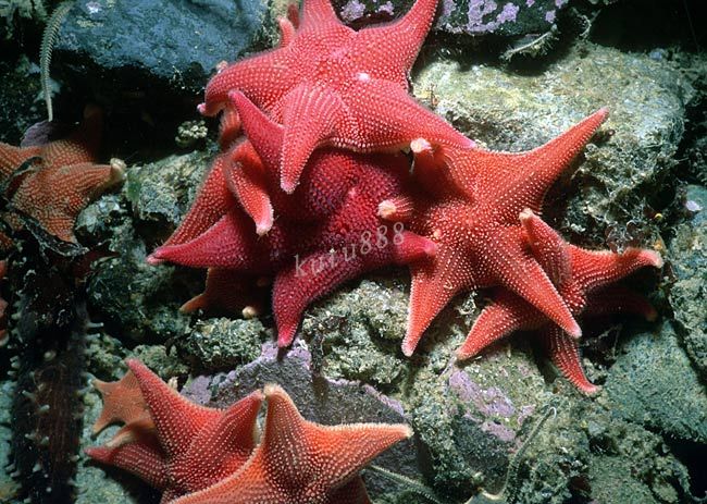  p>海星类starfishes seastars,背腹扁平,呈星形,由中央盘和5个(基数)