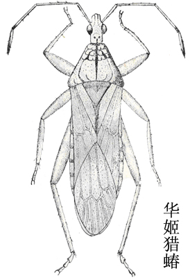 华姬猎蝽