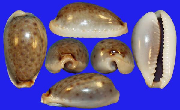  p>玻芬宝螺(学名:cypraea boivinii)是腹足钢宝螺科的 a href="#"