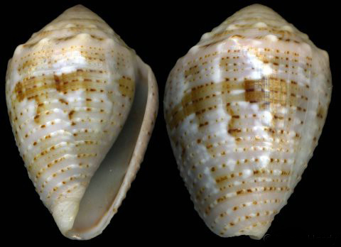  p>花冠芋螺(学名:miliariconus coronatus)壳较粗短,质厚.
