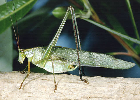  p>叉尾灌丛树螽(学名:scudderia furcata)属于直翅目螽斯科,形似 a