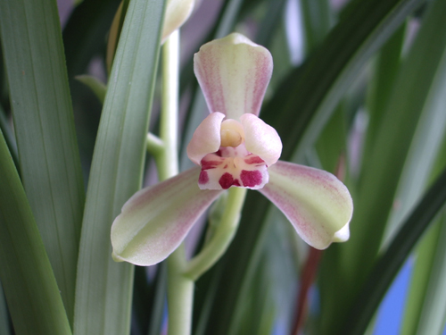 另有建兰也有一个品种也叫"常乐梅".