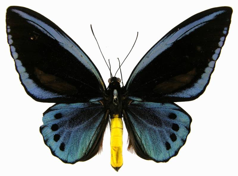  p>里士满鸟翼凤蝶(学名:ornithoptera rothschildi;英文:richmond